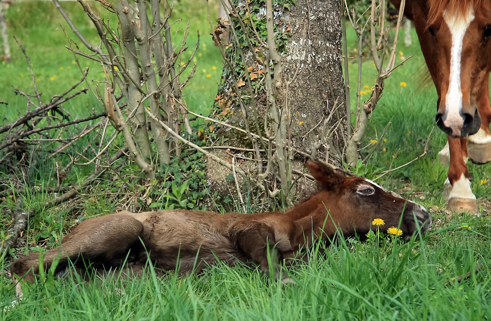 Canon EOS 1000D (EOS Digital Rebel XS / EOS Kiss F) sample photo. Animal, equines, horses photography