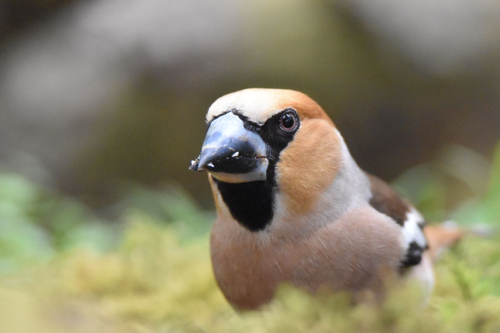 Nikon D5600 sample photo. Bird, core breaker grosbec photography