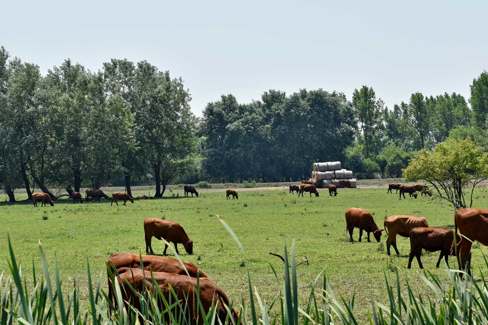 Nikon D5500 sample photo. Cattle, cows, grazing, hay photography