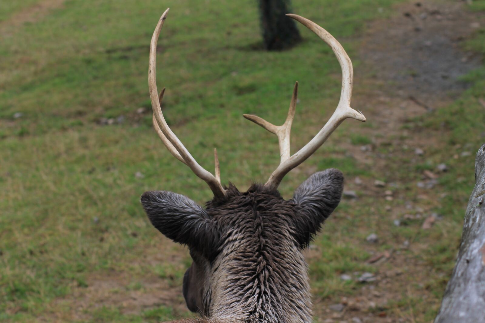 Canon EOS 1100D (EOS Rebel T3 / EOS Kiss X50) sample photo. Reindeer, wild, animal photography