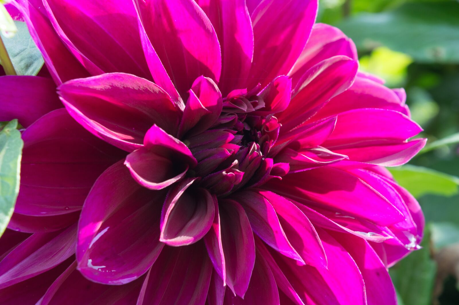 Nikon D3200 sample photo. Flower, garden, pink photography