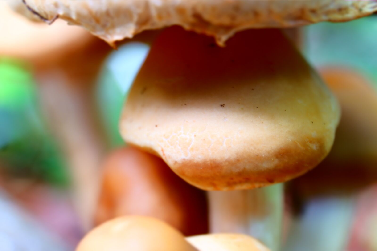Fujifilm X-A3 + Fujifilm XC 16-50mm F3.5-5.6 OIS II sample photo. Shrooms, mushrooms, fungus photography