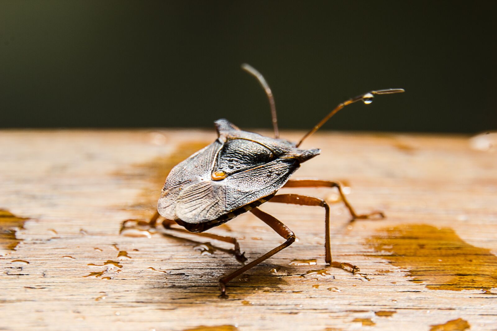 Canon EOS 550D (EOS Rebel T2i / EOS Kiss X4) sample photo. Macro, stink bug, bug photography