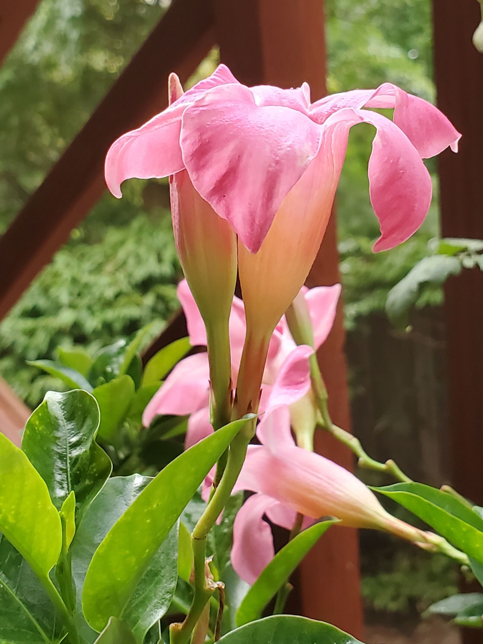 Samsung Galaxy S10 sample photo. Flowers, nature, green photography