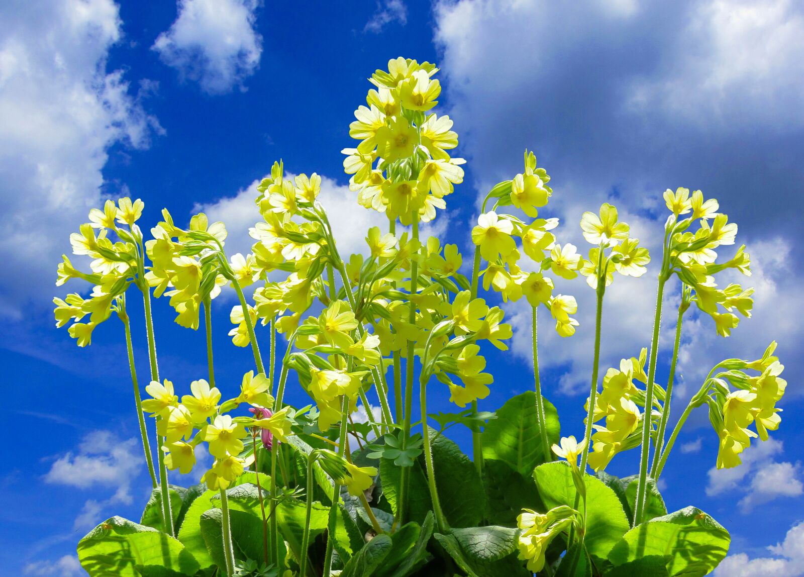 Canon PowerShot SX710 HS sample photo. Nature, flower, cowslip photography