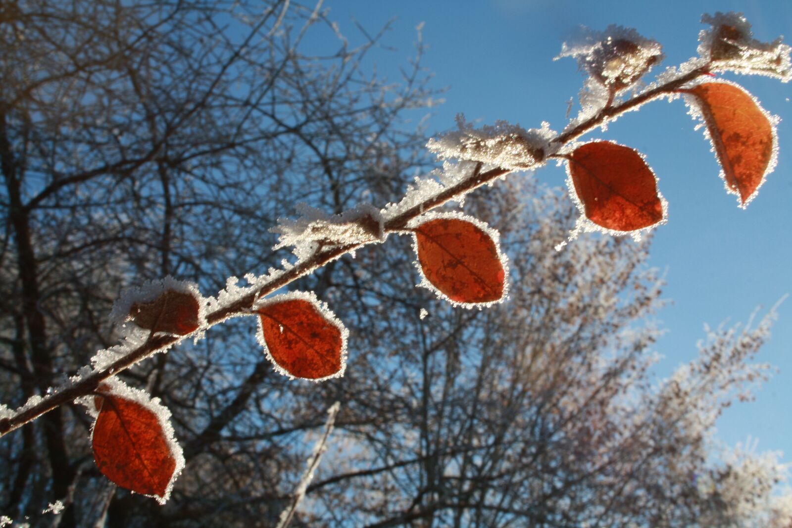 Canon EOS 1000D (EOS Digital Rebel XS / EOS Kiss F) sample photo. Leaves, frost, ice photography