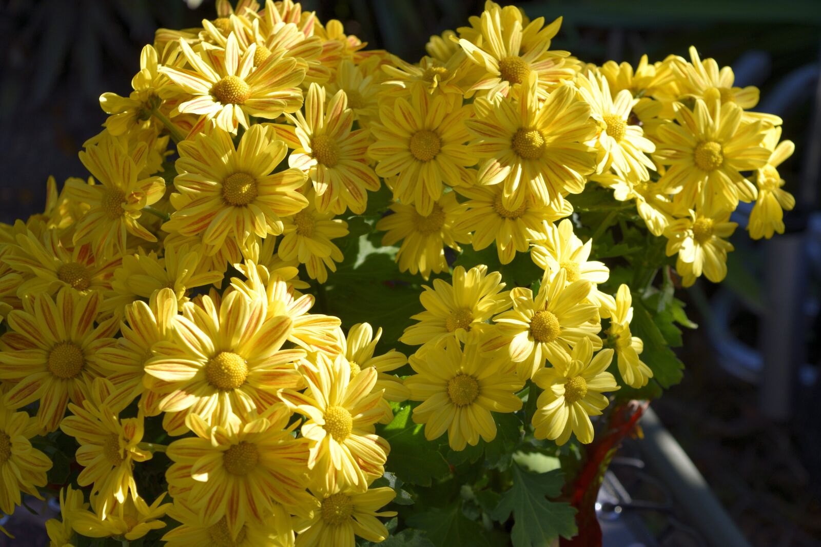 Nikon D3300 sample photo. Mums, flowers, floral photography