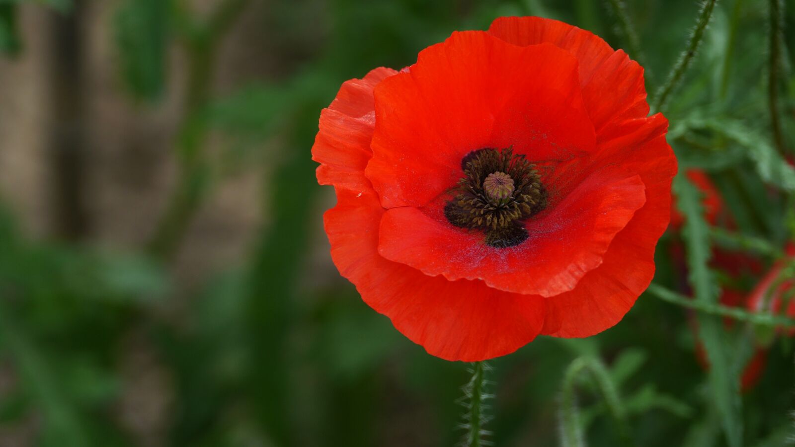 Panasonic Lumix DMC-GH3 sample photo. Yanggwibikkot, garden, poppy photography