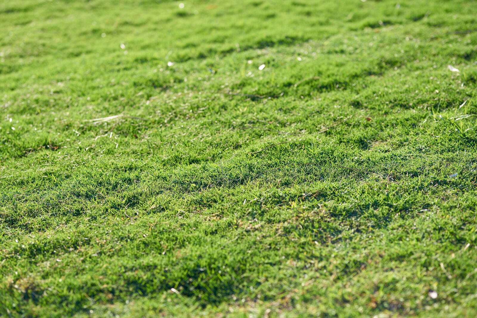 Sigma 85mm F1.4 DG HSM Art sample photo. Grass, green, chan photography