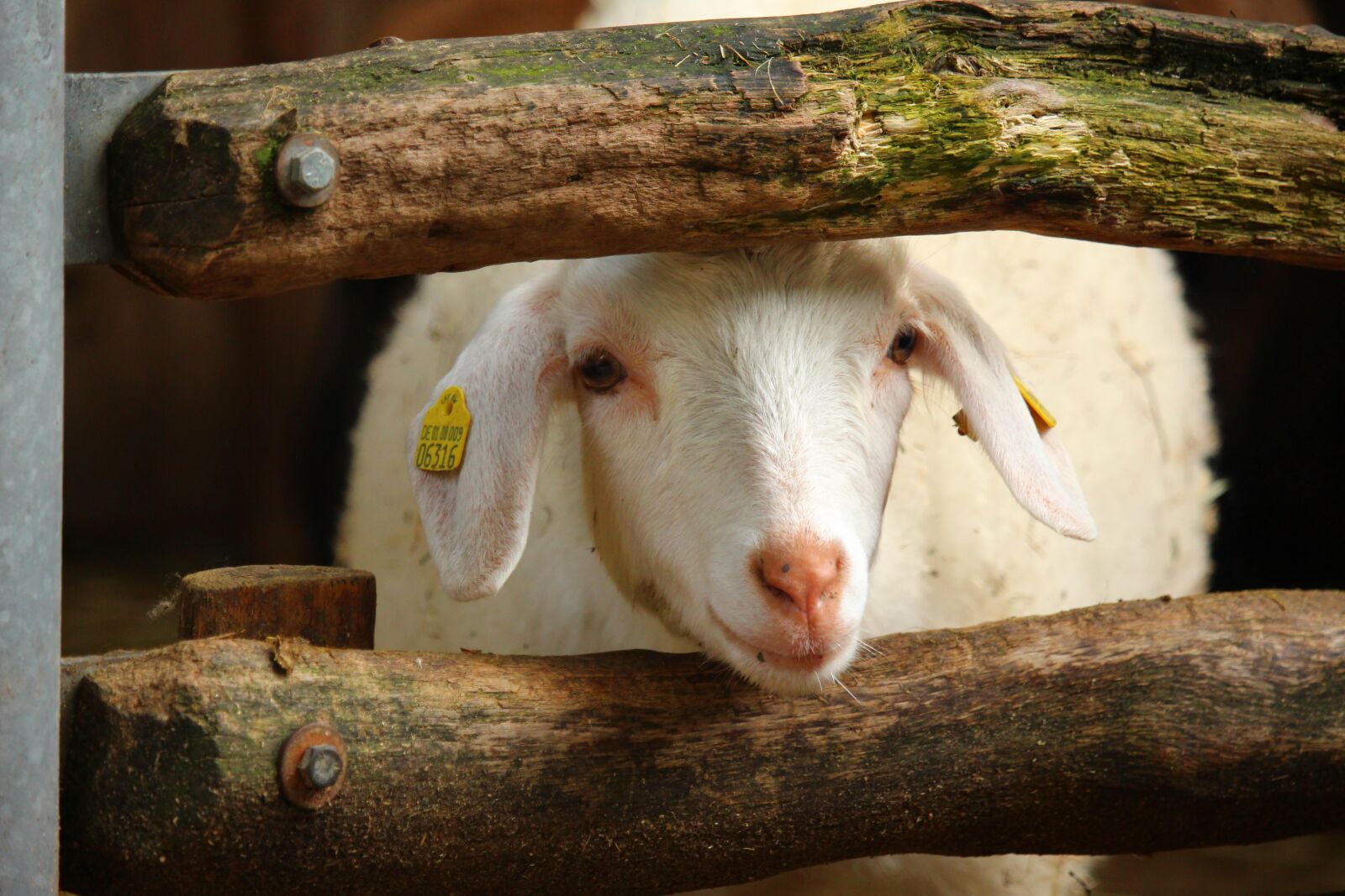 Canon EOS 700D (EOS Rebel T5i / EOS Kiss X7i) sample photo. Sheep, lamb, farm photography