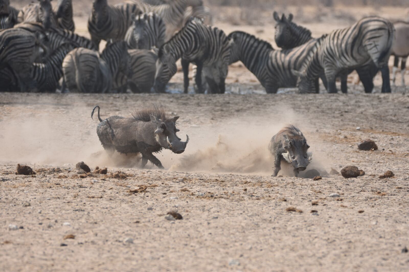 Nikon D5500 sample photo. Namibia, warthog, water hole photography
