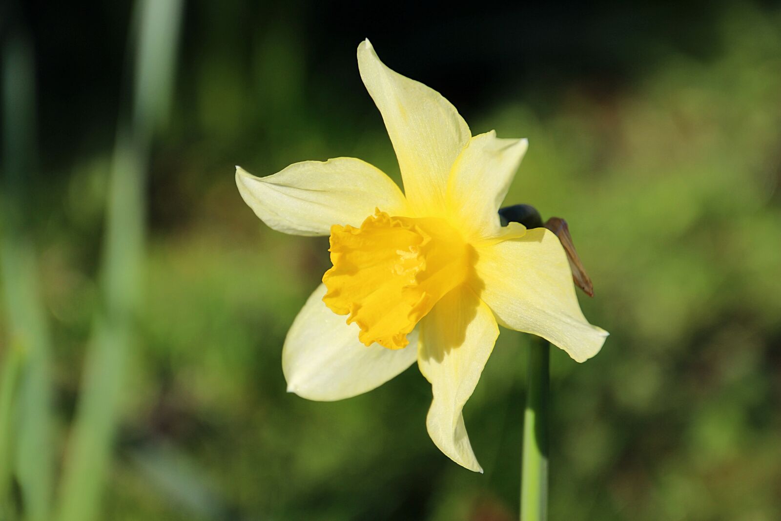Canon EOS 600D (Rebel EOS T3i / EOS Kiss X5) sample photo. Spring, flower, yellow photography