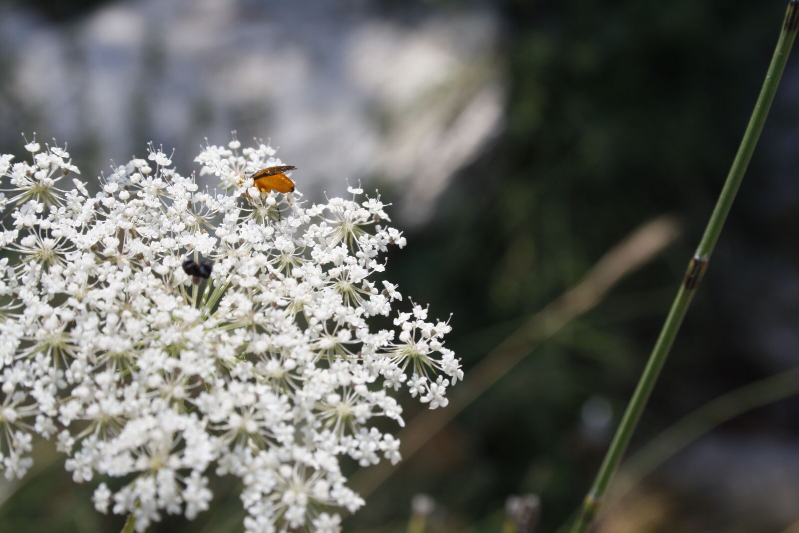 Canon EOS 1000D (EOS Digital Rebel XS / EOS Kiss F) sample photo. Blossom, bloom, nature photography