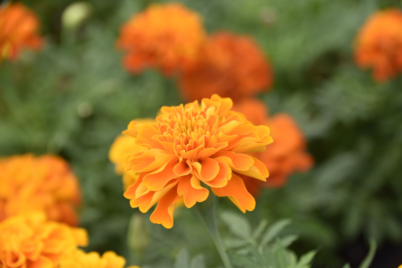 Nikon D5600 sample photo. Flower, flowers carnation turkey photography