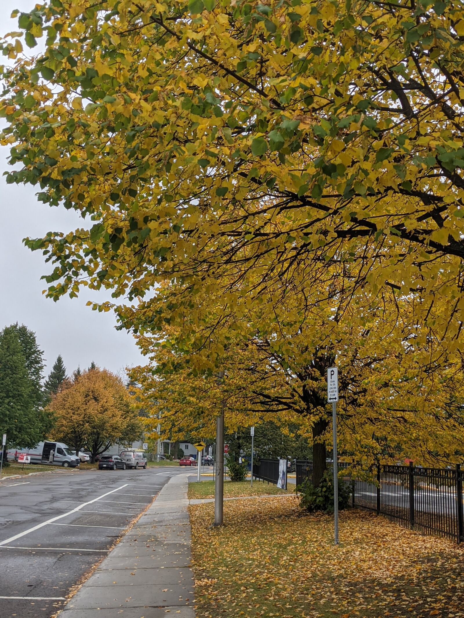 Google Pixel 4 XL sample photo. Fall, street, yellow leaves photography