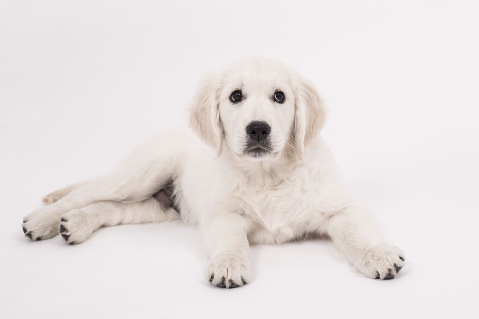 Canon EF 85mm F1.2L II USM sample photo. Dog, golden retriever, puppy photography