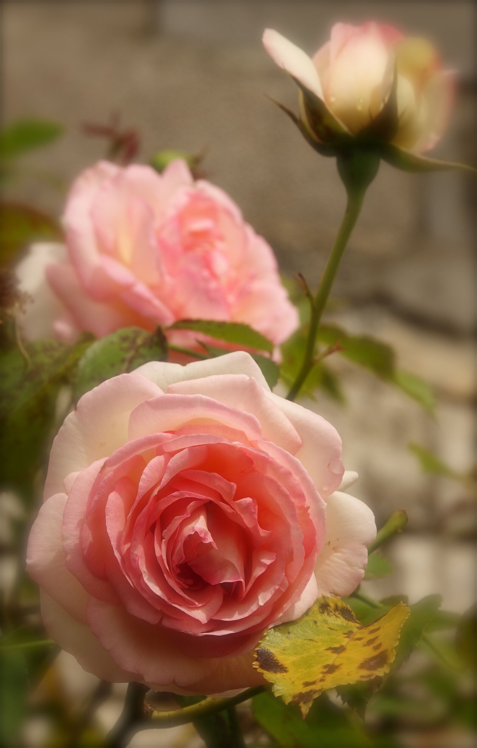 Sony Cyber-shot DSC-RX10 III sample photo. Flower, rosebush, nature photography