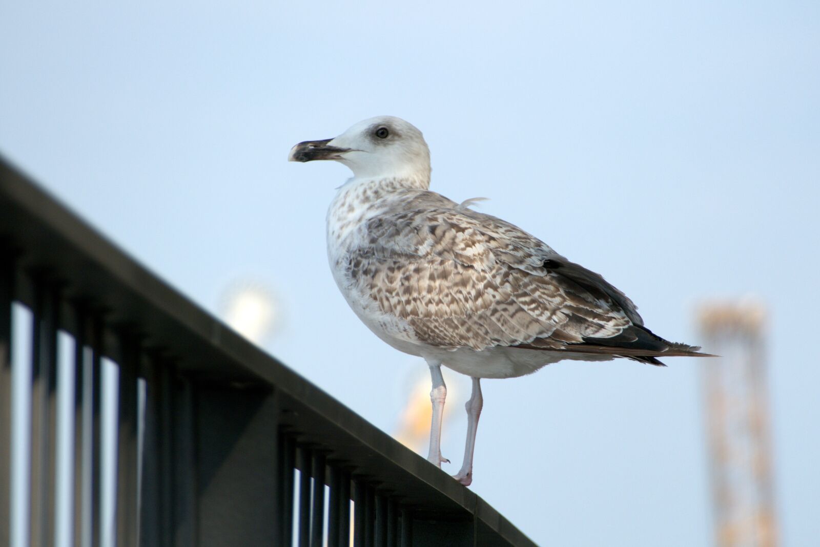Panasonic Lumix DMC-FZ1000 sample photo. Seagull, gull, bird photography
