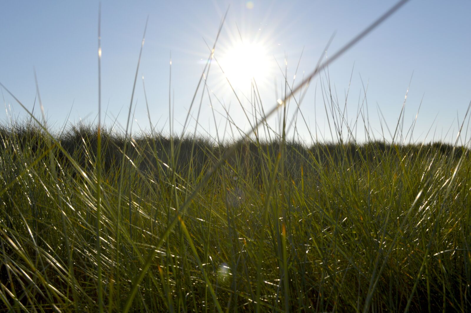 Nikon D3200 sample photo. Nature, blue sky, spring photography