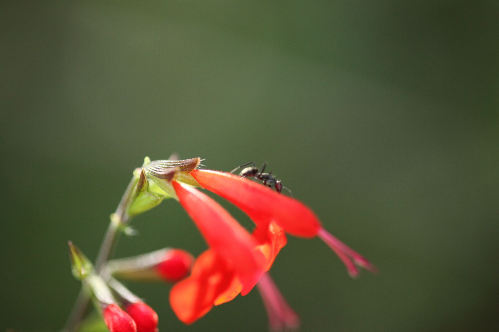 Canon EOS 5D Mark II sample photo. Nature, flower, outdoors photography