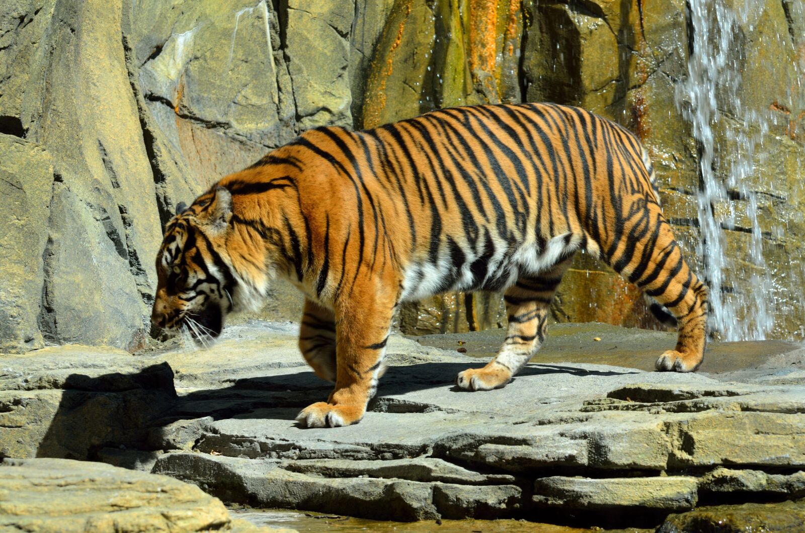 Nikon D7000 sample photo. Cat, wildlife, nature photography