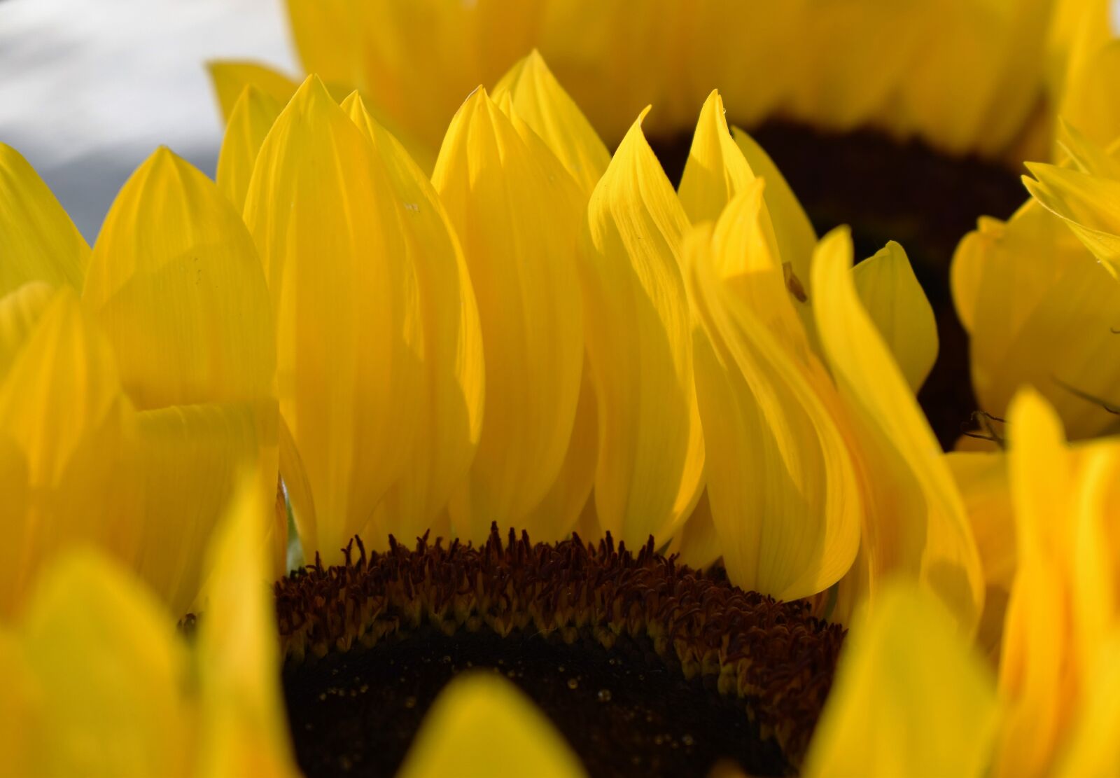 Nikon D5500 sample photo. Sunflower, summer, plant photography