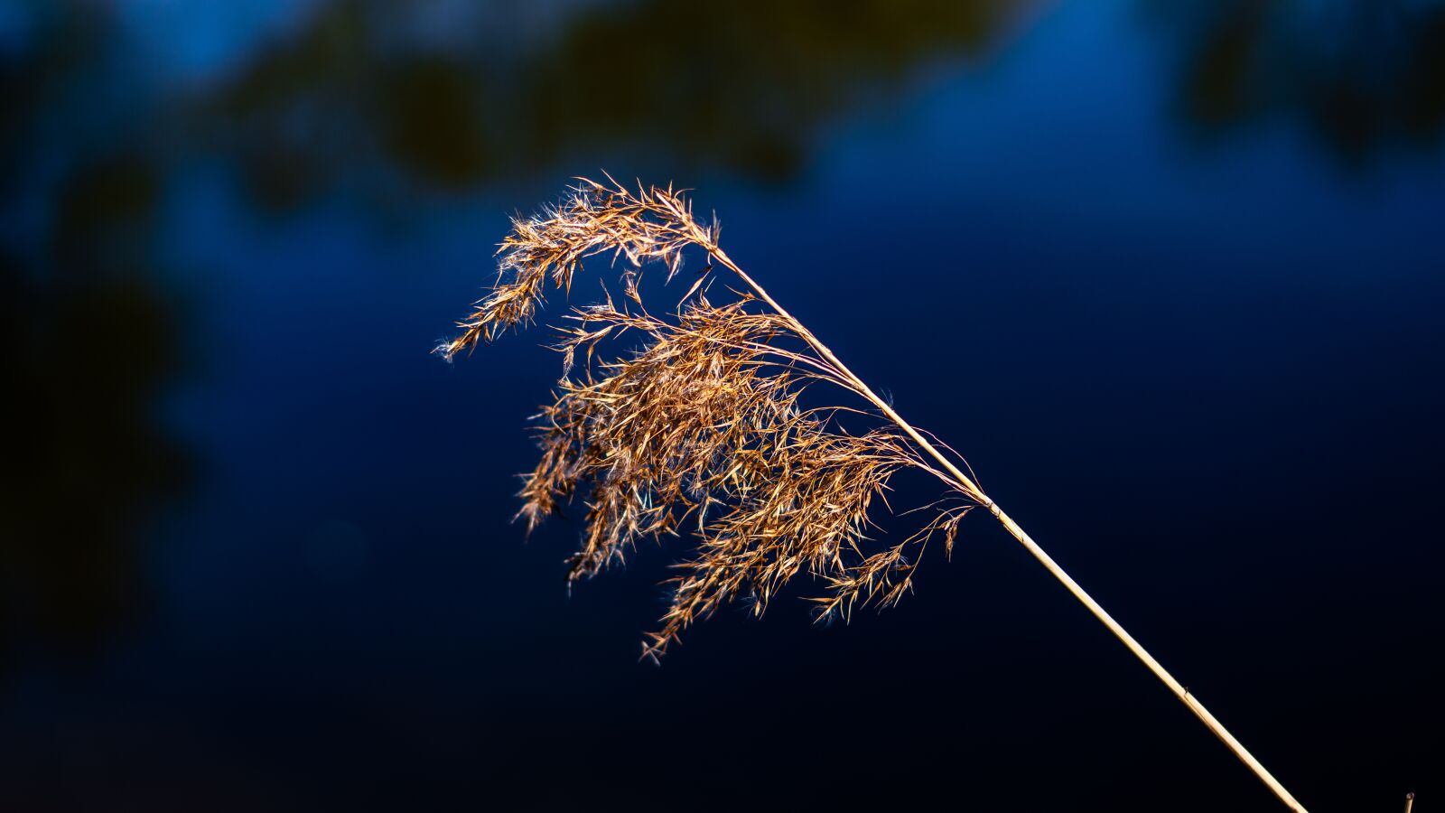Sony a7R II + Sony FE 50mm F1.8 sample photo. Reed, nature, bank photography