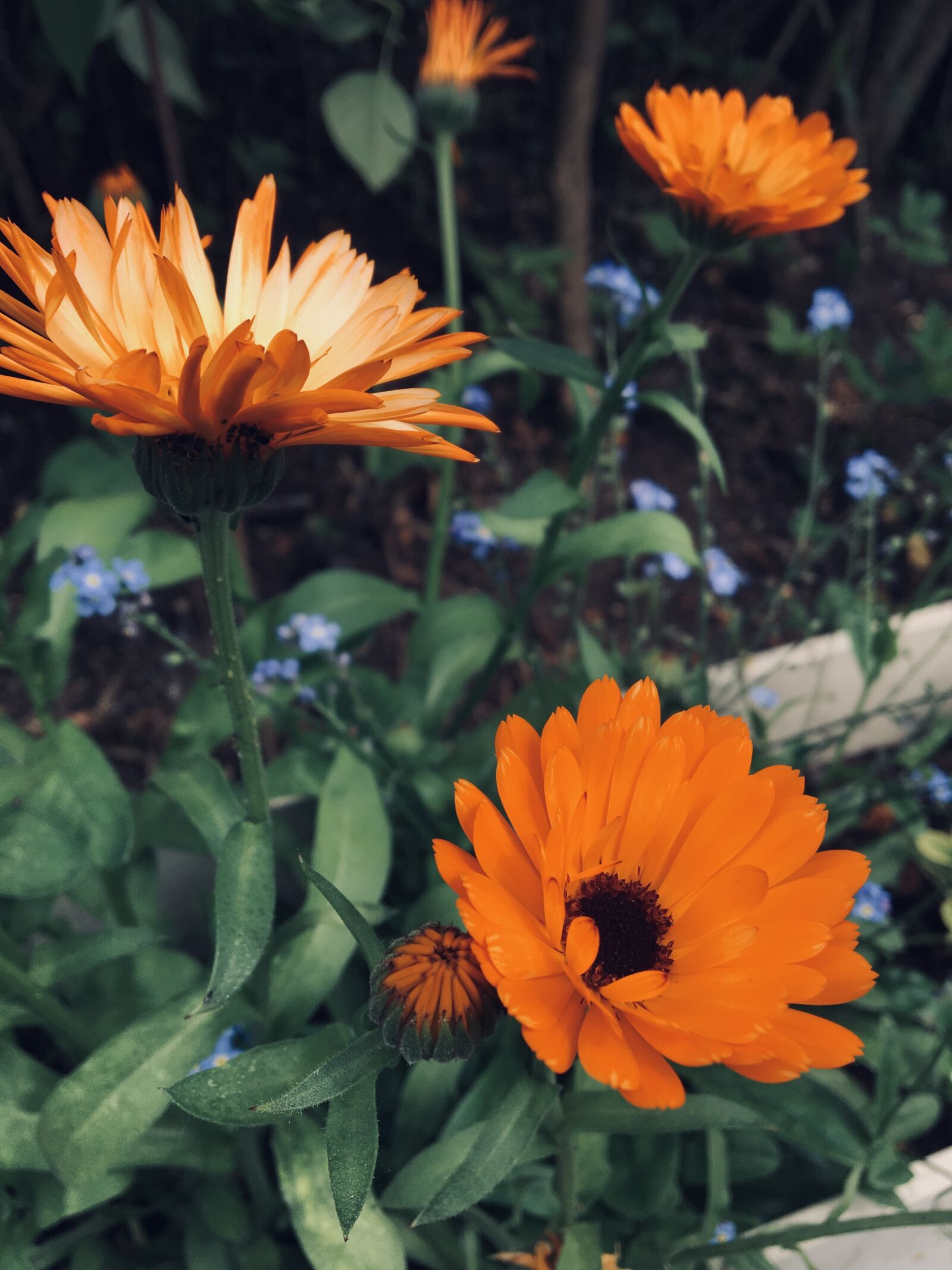 Apple iPhone 6s sample photo. Flowers, nature, summer photography