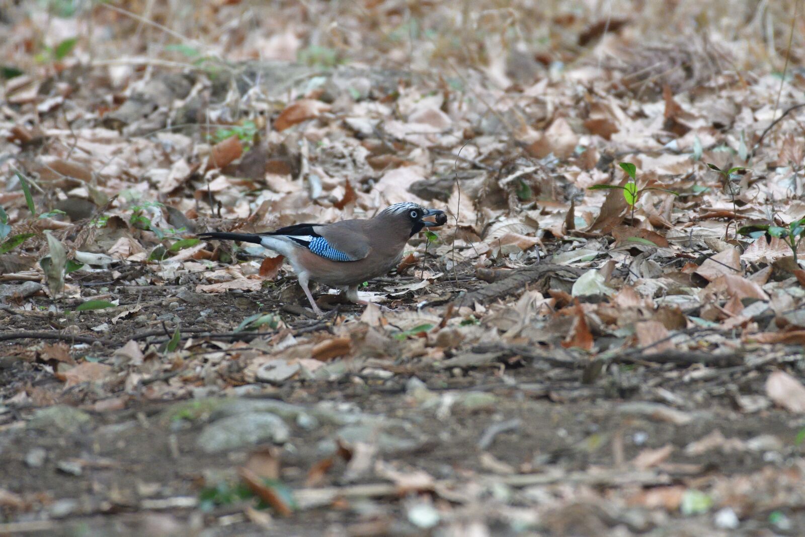 Nikon D500 sample photo. Natural, wild animals, bird photography