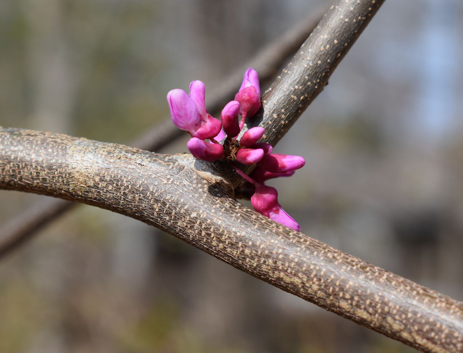 Nikon D3300 sample photo. Eastern redbud, redbud, tree photography