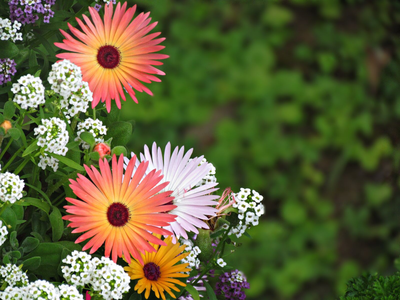 Canon PowerShot SX30 IS sample photo. Flowers, summer, nature photography