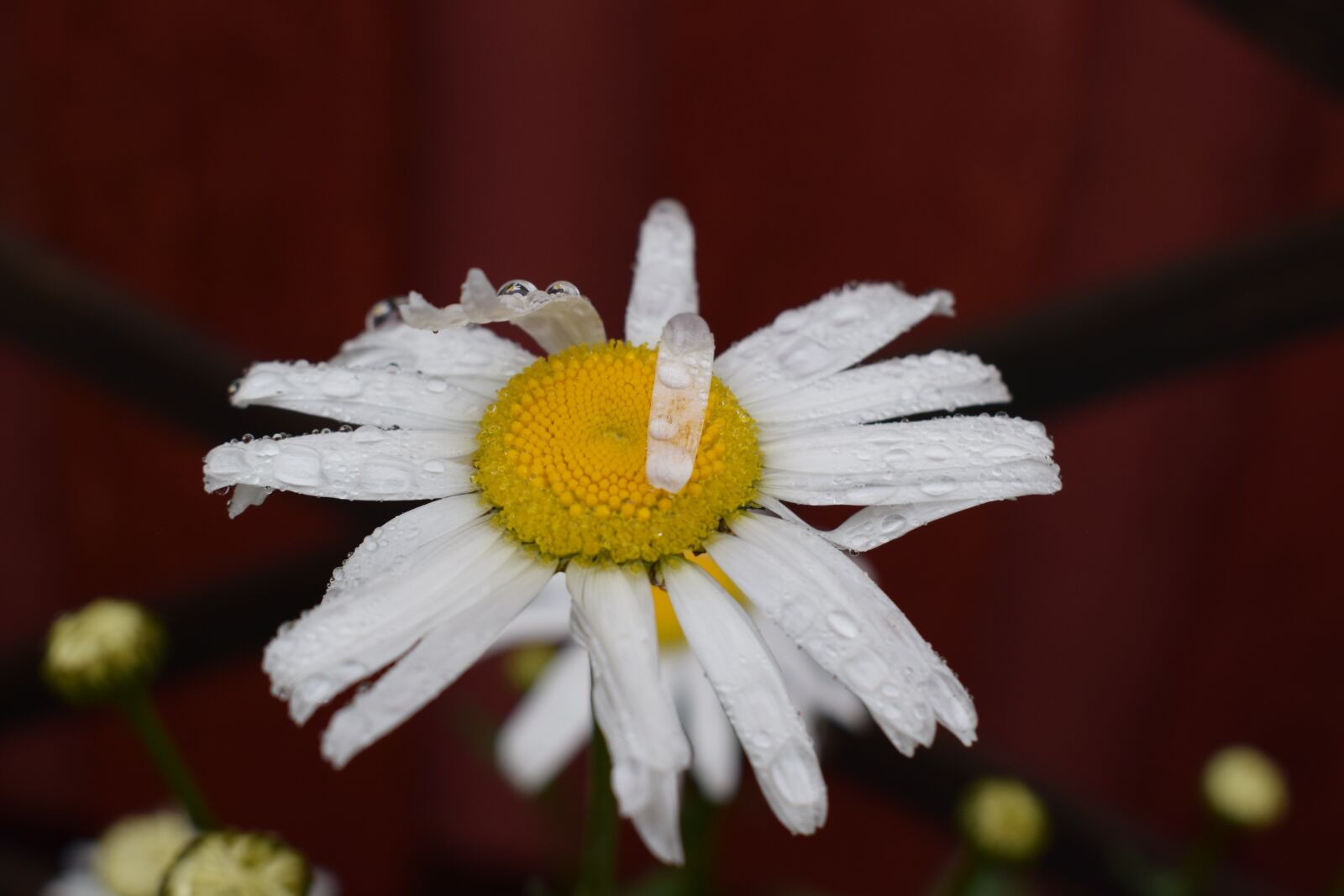 Nikon D3300 sample photo. Daisy, summer, flower photography