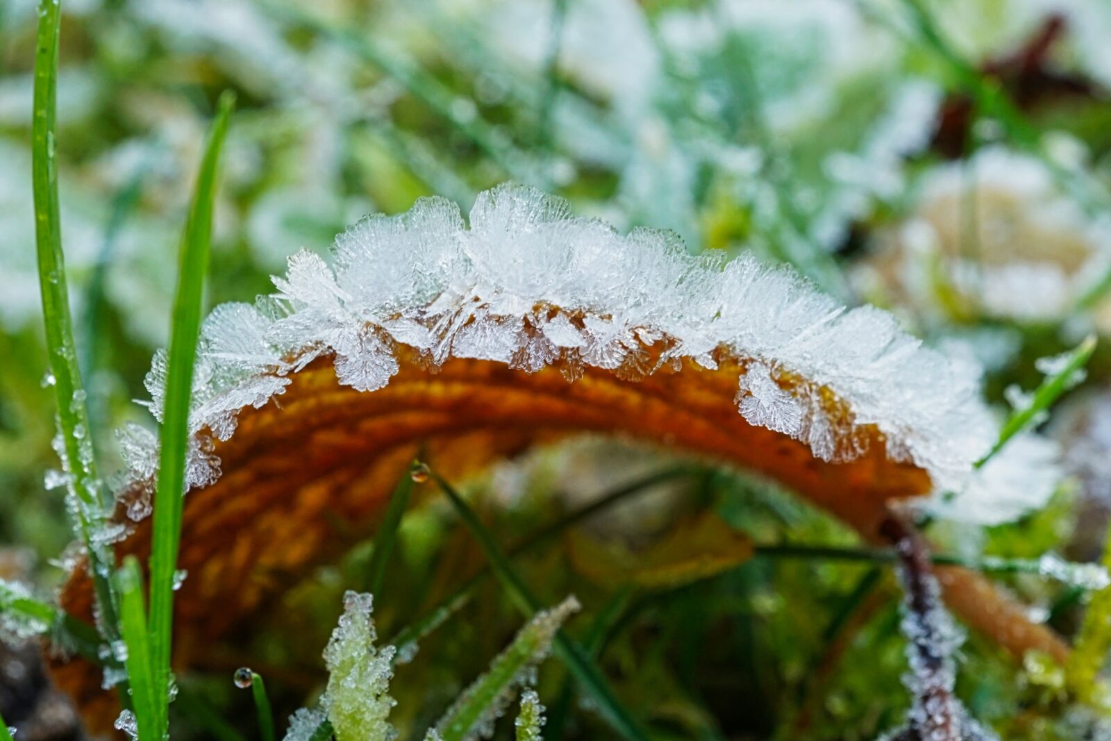 Sony a5100 + Sony E 30mm F3.5 Macro sample photo. Frost, morning, winter photography