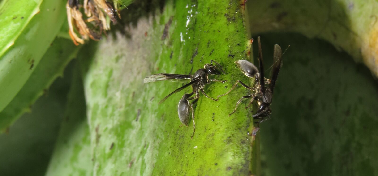 Canon PowerShot SX50 HS sample photo. Insects, wasp foragers, bugs photography