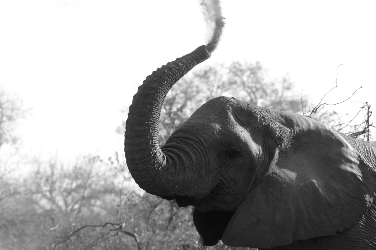 150-600mm F5-6.3 DG OS HSM | Contemporary 015 sample photo. Elephant, wildlife, africa photography