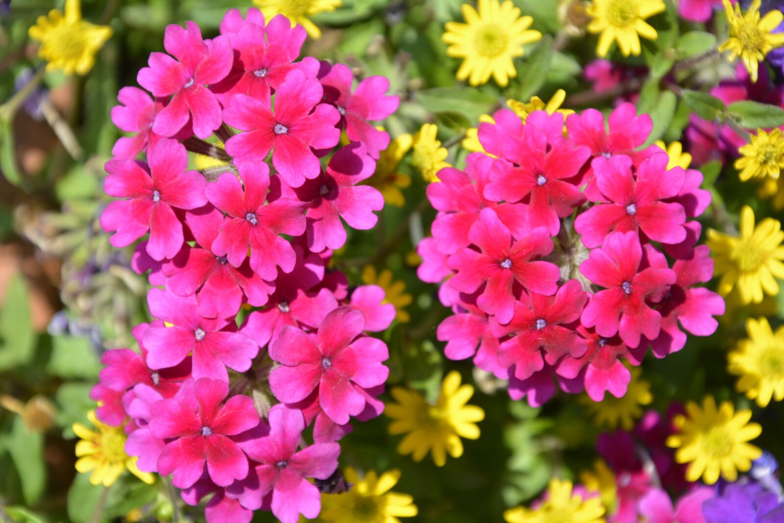 Nikon D5200 sample photo. Flower, plant, garden photography