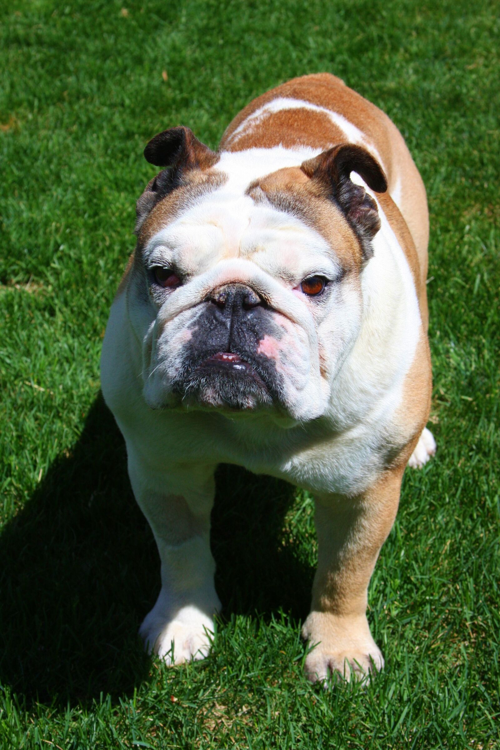 Canon EOS 40D sample photo. Bulldog, bull dog, happy photography