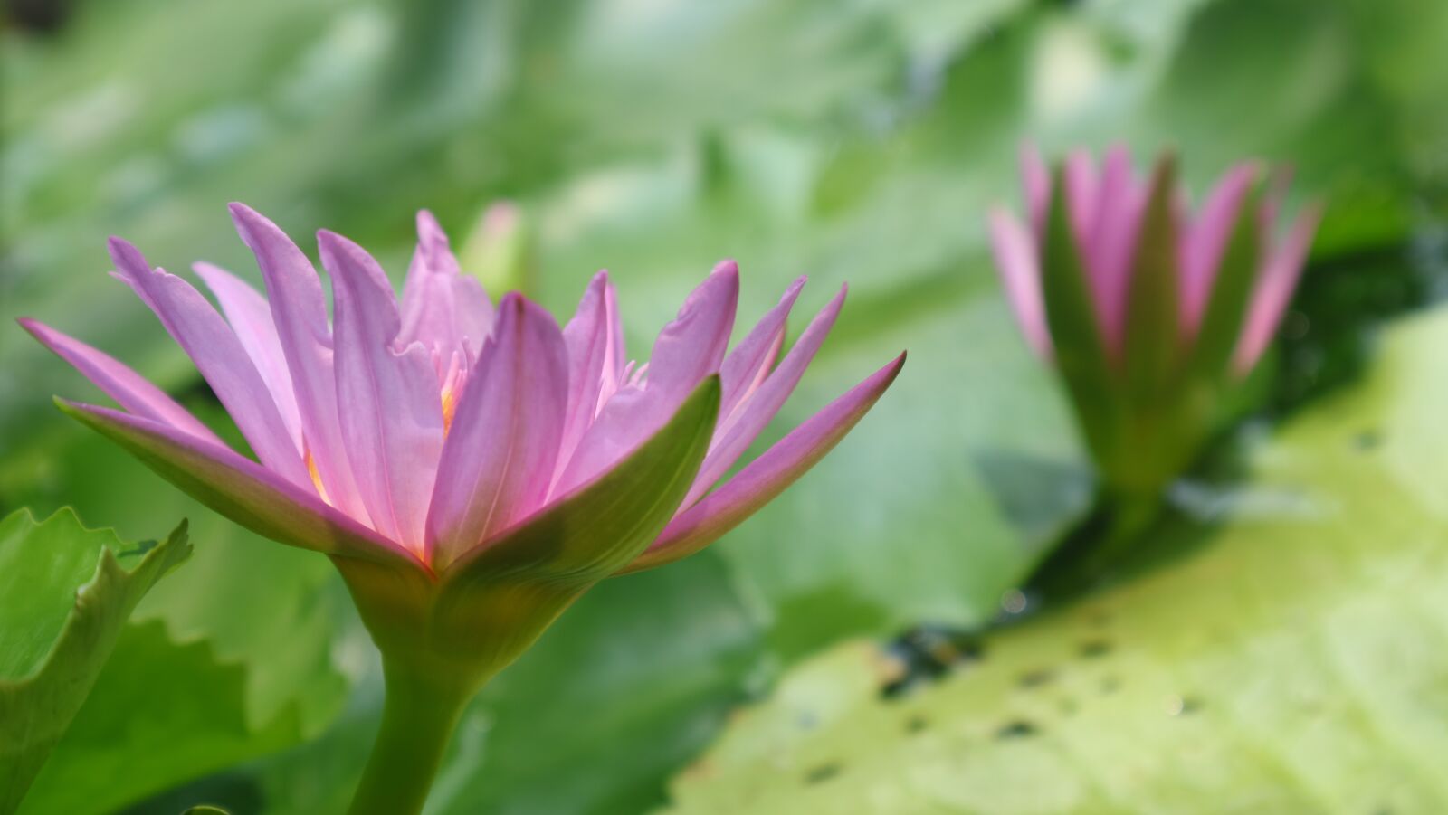 Canon EOS M3 + Canon EF-M 15-45mm F3.5-6.3 IS STM sample photo. Water lily, lotus, green photography