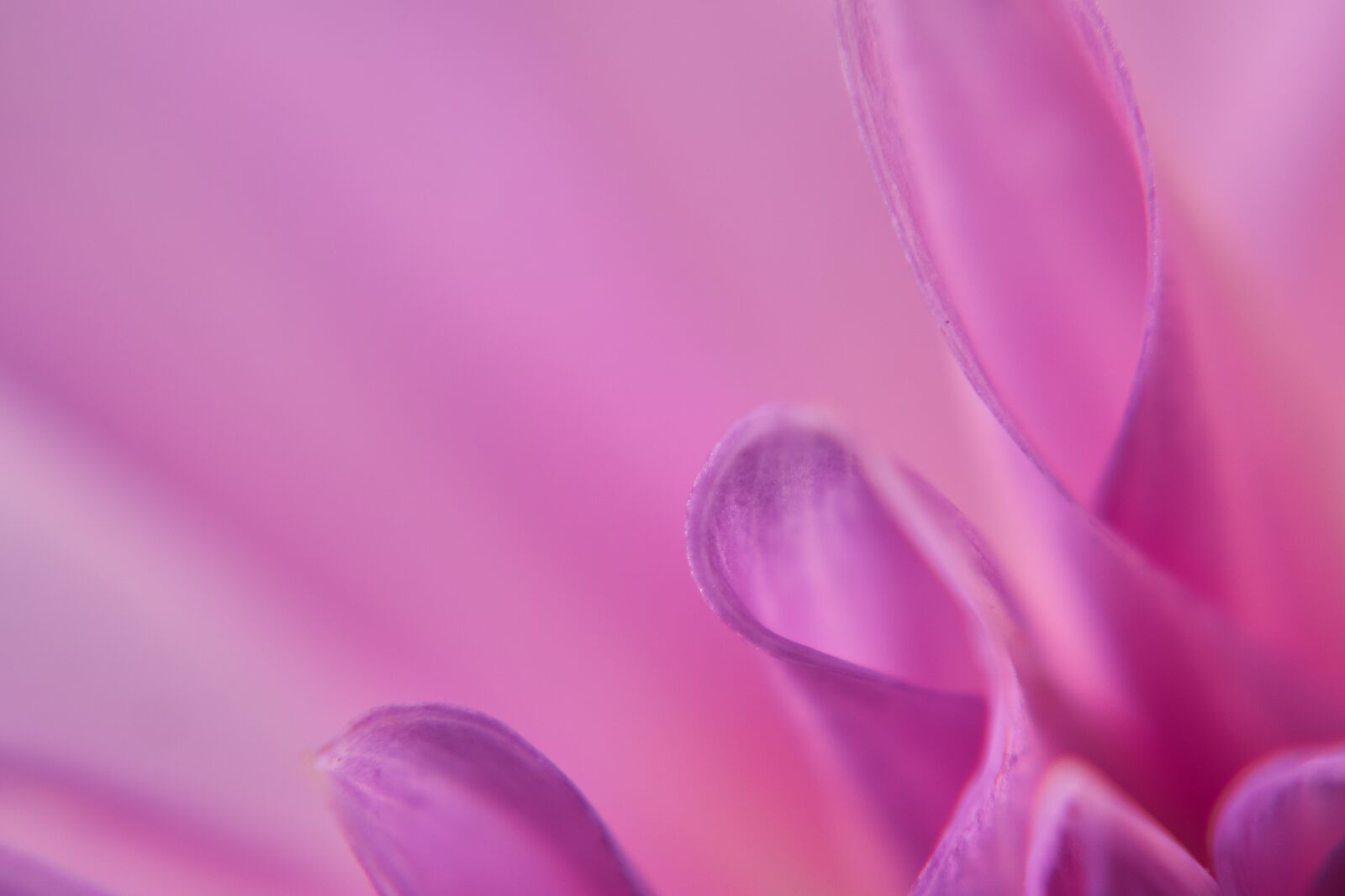 Sony E 50mm F1.8 OSS sample photo. Dahlia, blossom, bloom photography
