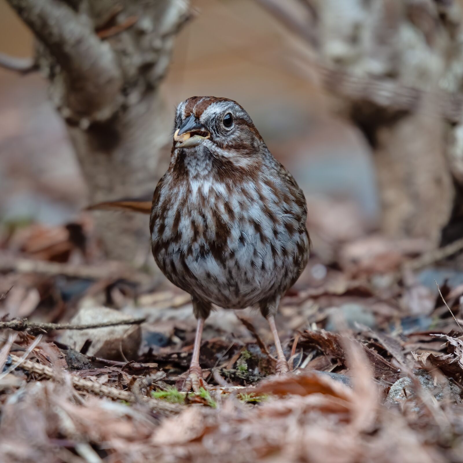 Nikon D500 sample photo. Sparrow, bird, nature photography
