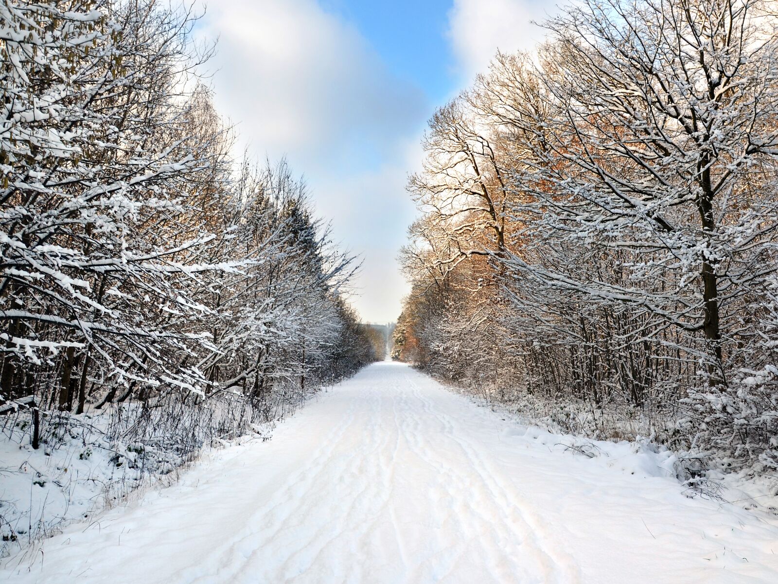 Nikon D5100 sample photo. Winter, forest, nature photography