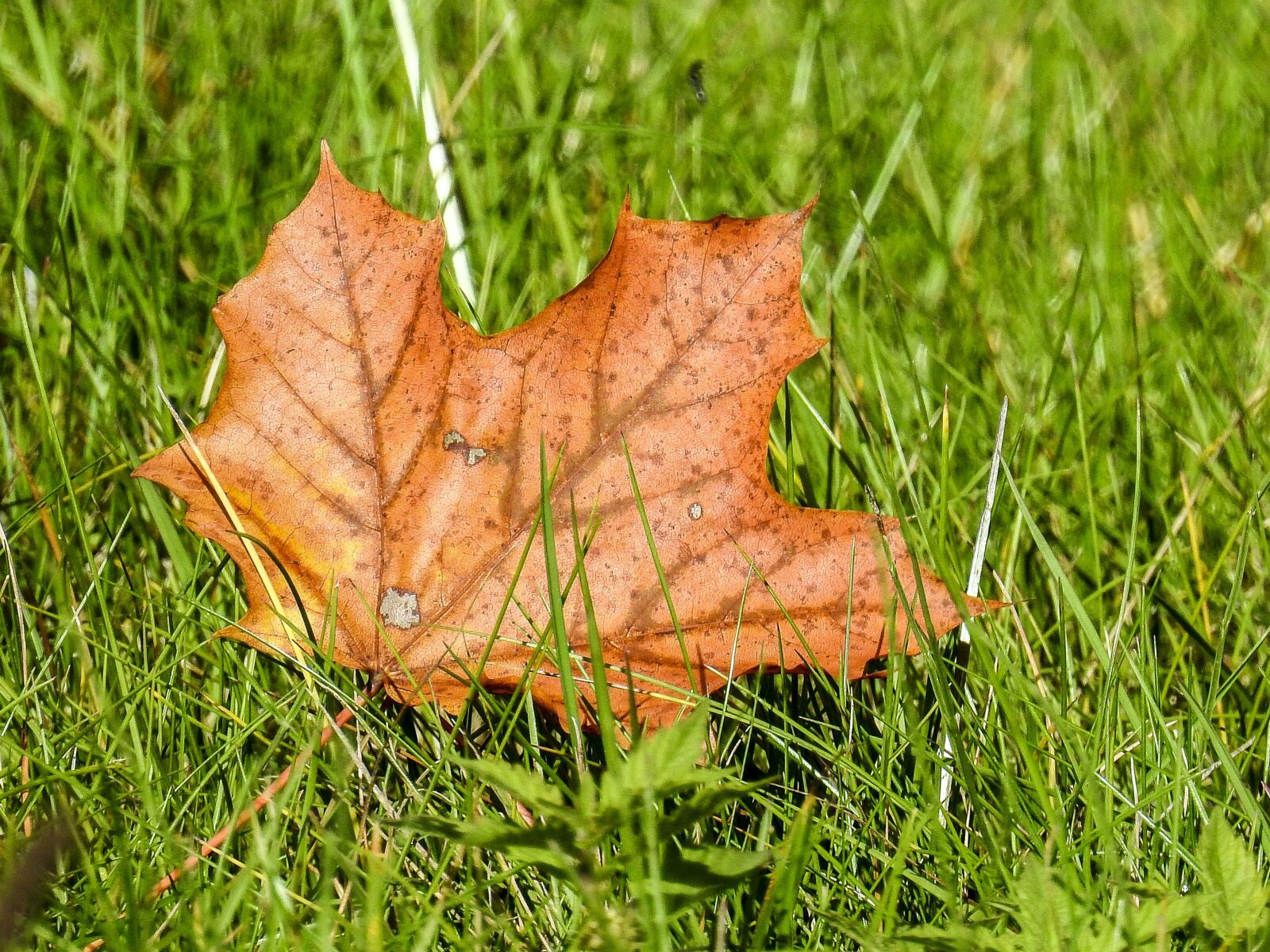 Nikon Coolpix P900 sample photo. Leaf, maple, nature photography