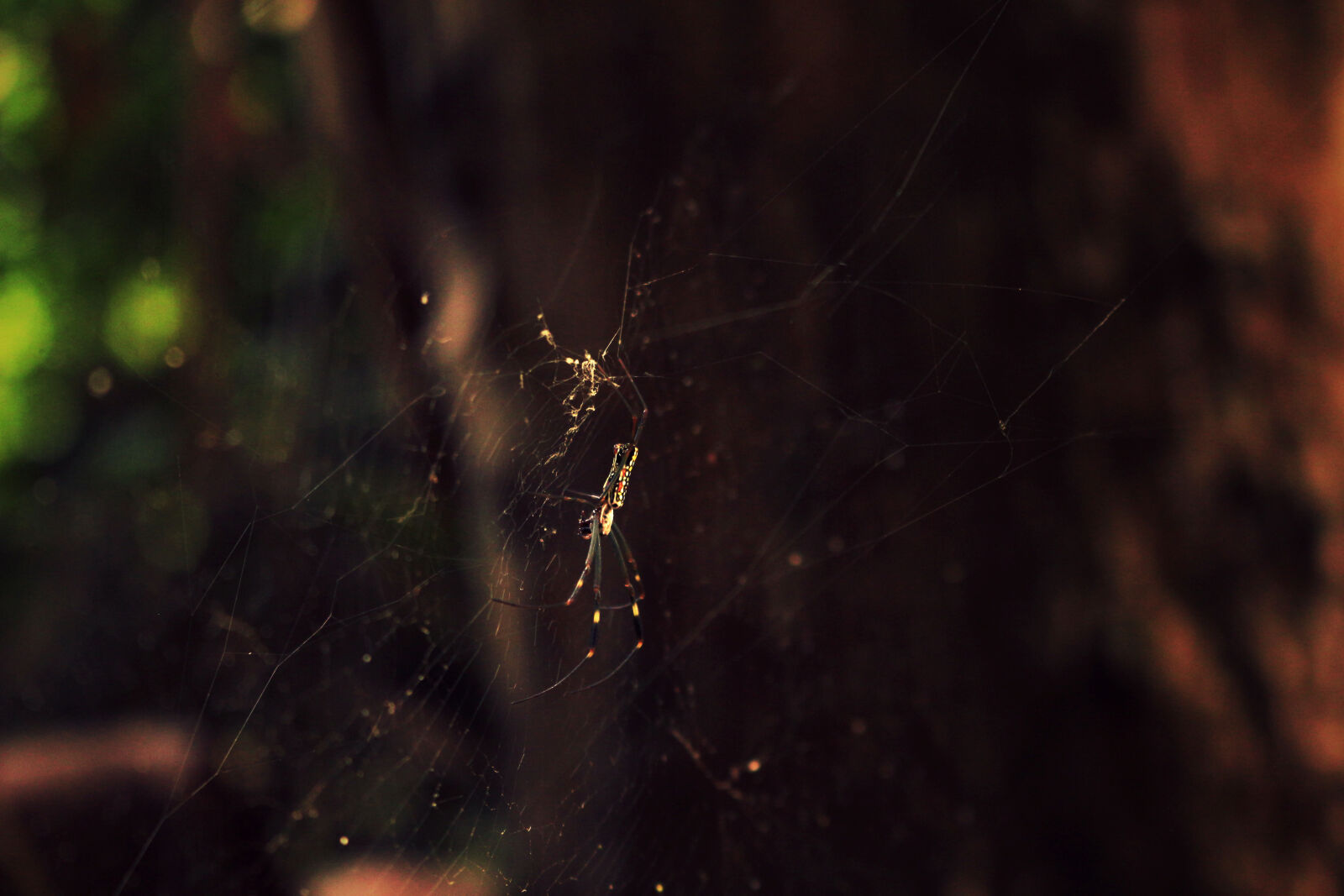 Canon EF-S 18-55mm F3.5-5.6 IS STM sample photo. Cobweb, insect, nature, spider photography