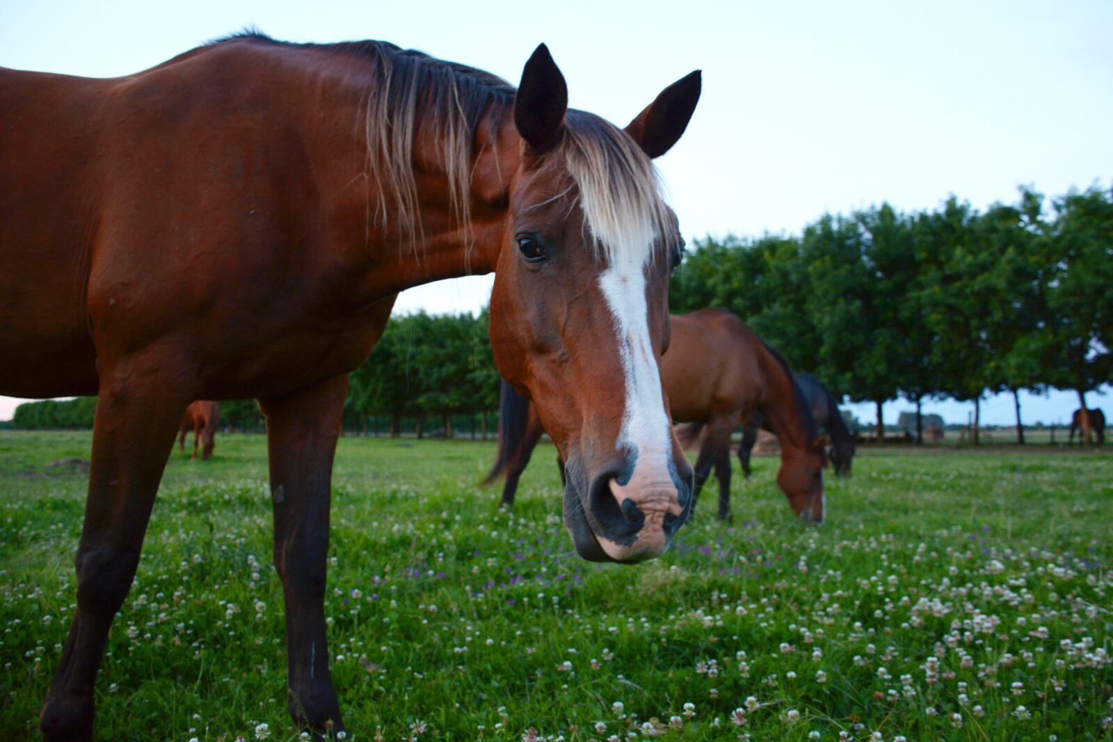 Nikon D7100 sample photo. Horse, horses, horse looks photography
