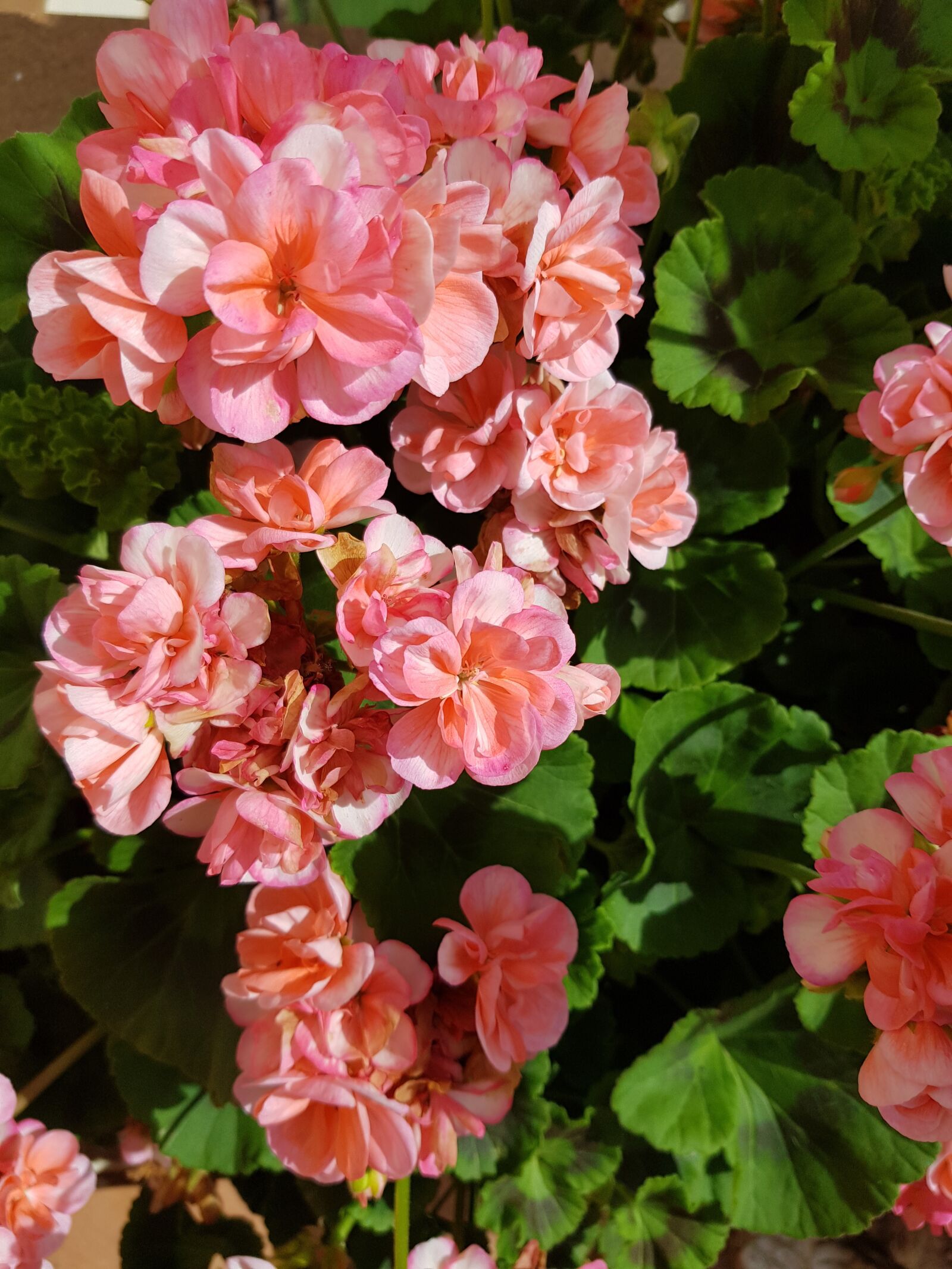 Samsung Galaxy S8+ sample photo. Flowers, roses, nature photography