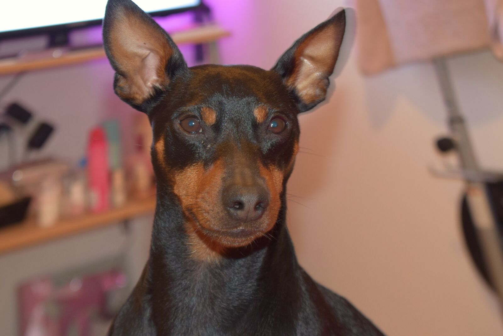 Nikon D5300 sample photo. Dog, pincser, he just photography