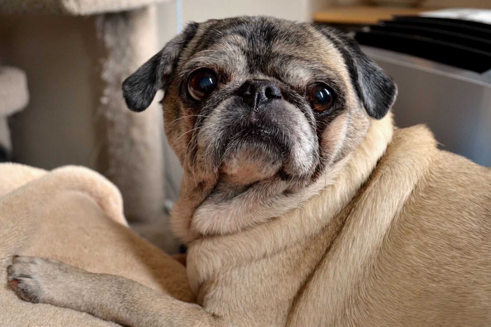Nikon D5100 sample photo. Dog, pug, animal photography