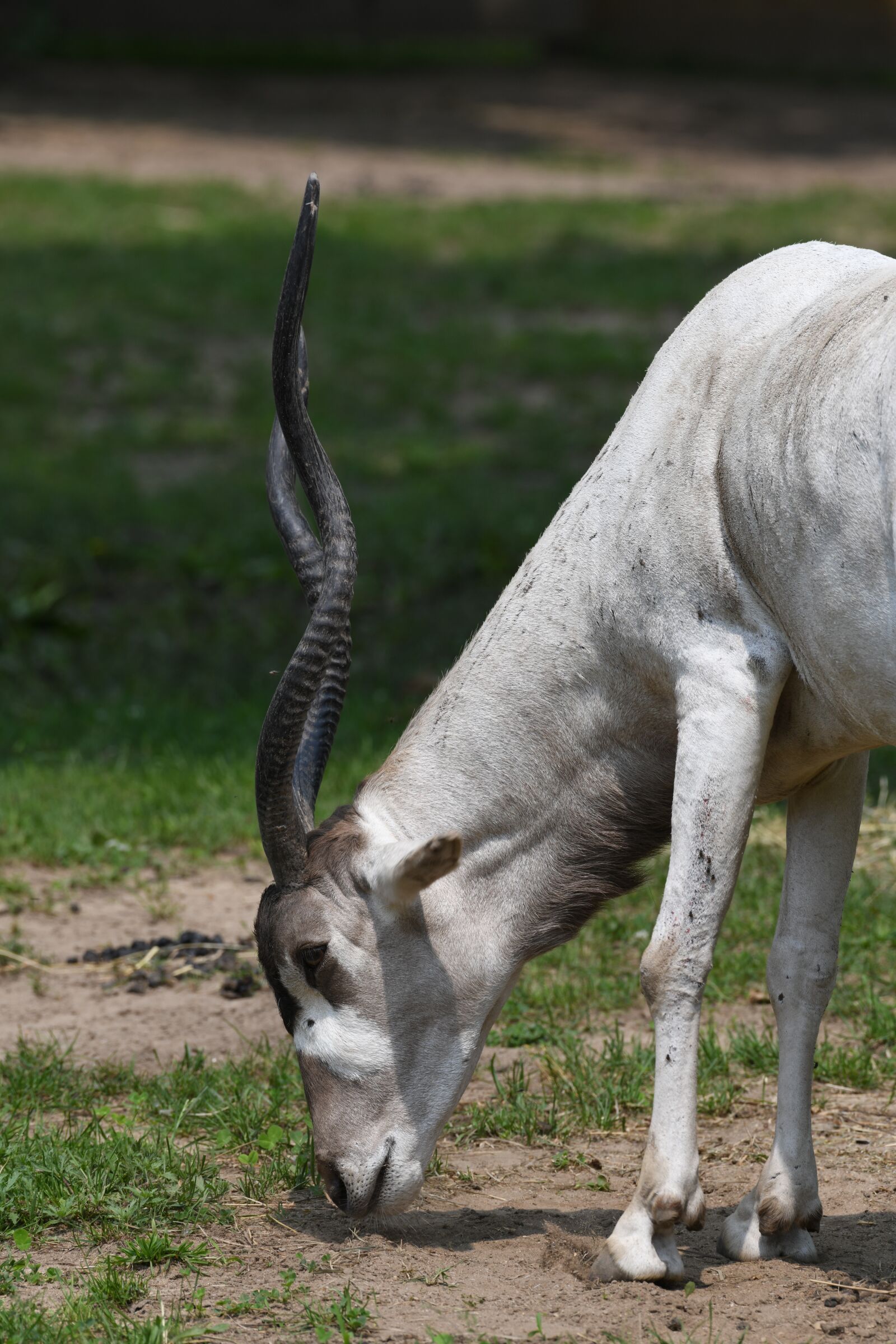Nikon D850 sample photo. Addax, horns, antelope photography