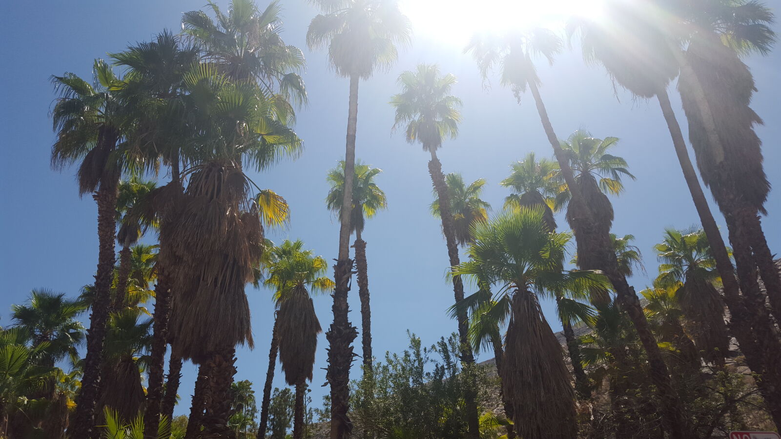 Samsung Galaxy S6 sample photo. Desert, palm, springs, palm photography