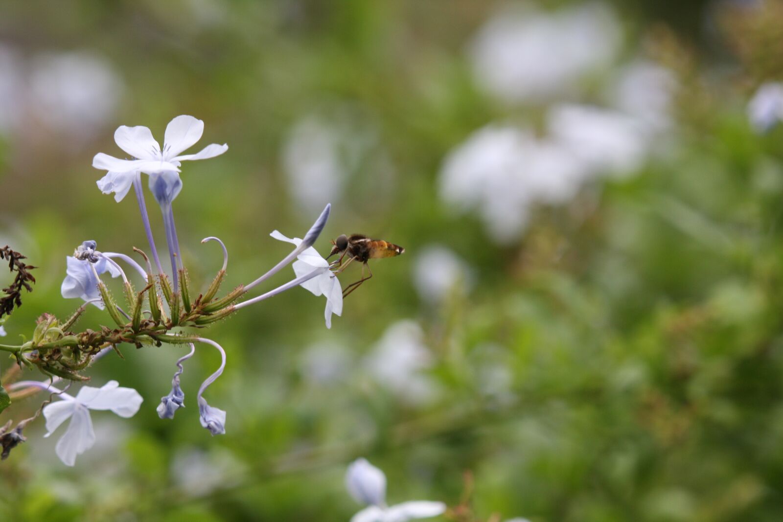 Canon EOS 40D sample photo. Bee, honey, pollen photography